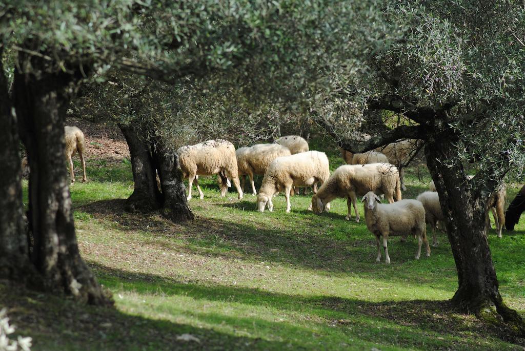 Country House Villa Poggiolo Perugia Kültér fotó